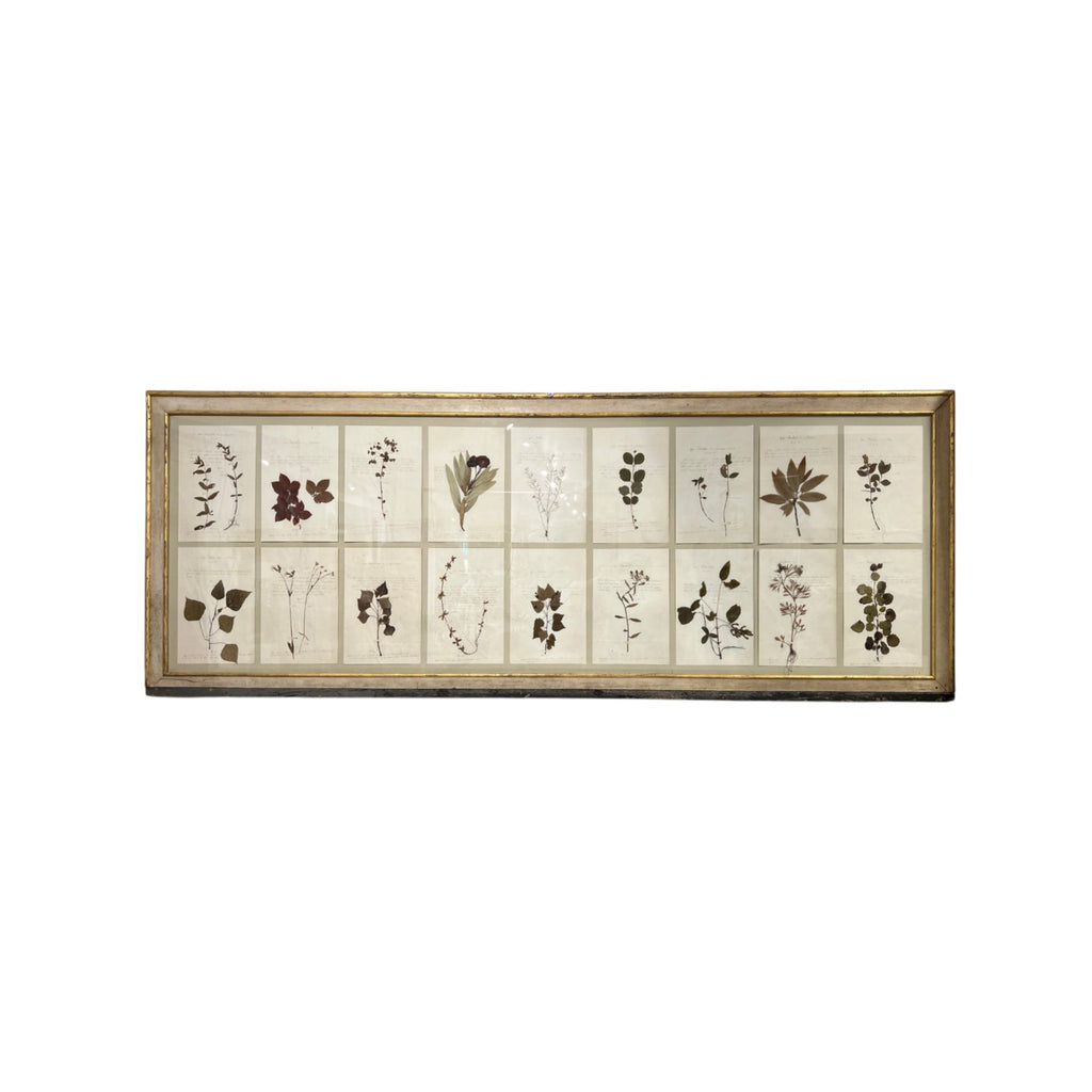 18th Century Swedish Framed Botanical Collection
