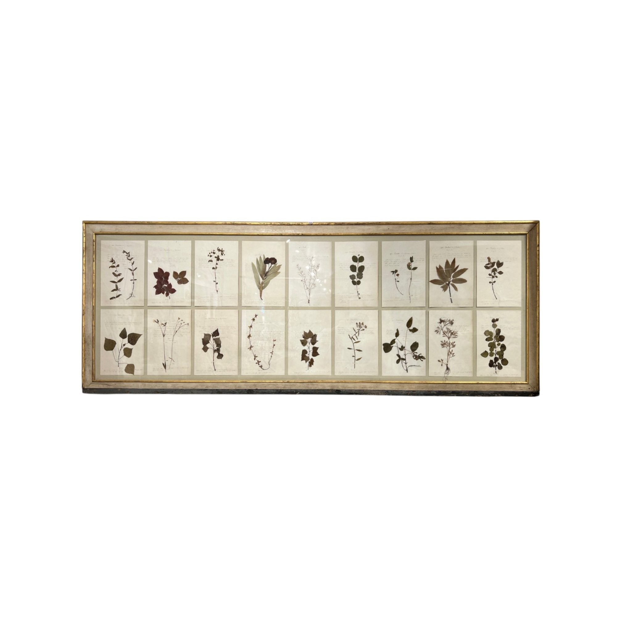 18th Century Swedish Framed Botanical Collection