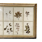 18th Century Swedish Framed Botanical Collection