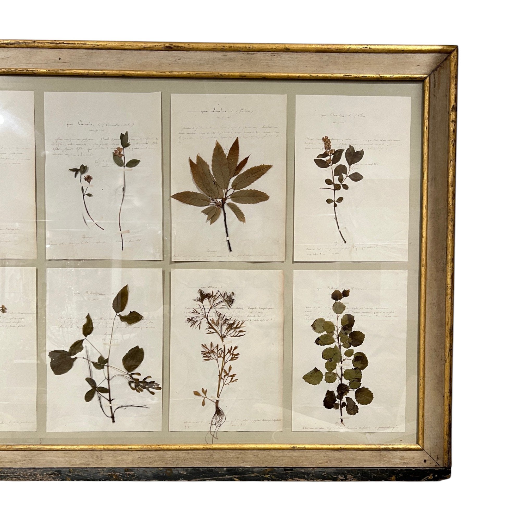 18th Century Swedish Framed Botanical Collection