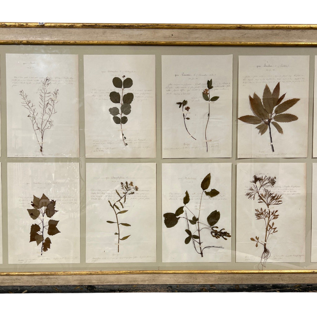 18th Century Swedish Framed Botanical Collection
