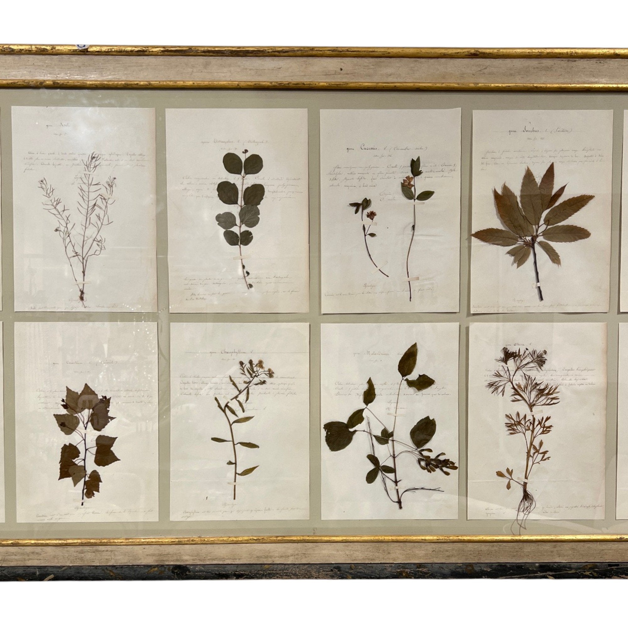18th Century Swedish Framed Botanical Collection