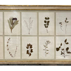 18th Century Swedish Framed Botanical Collection