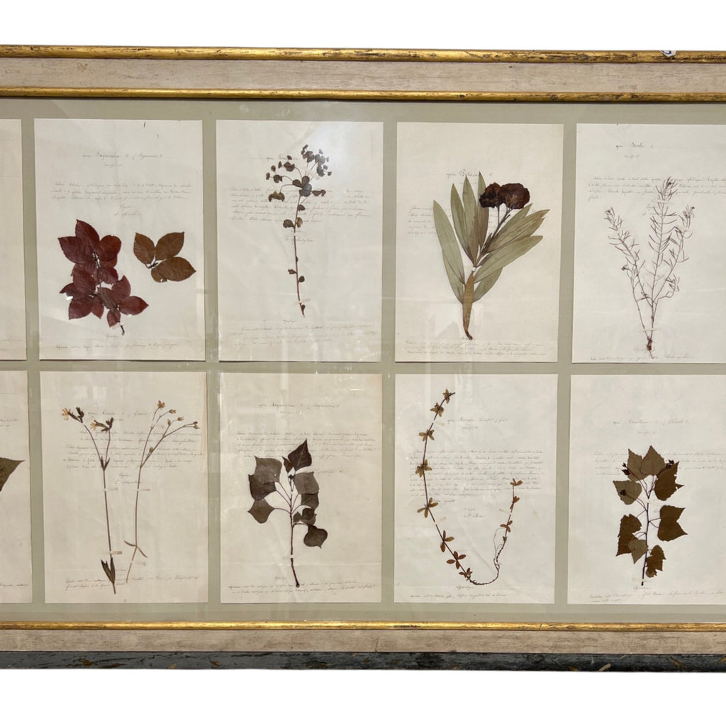 18th Century Swedish Framed Botanical Collection