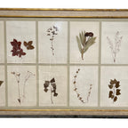 18th Century Swedish Framed Botanical Collection