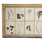 18th Century Swedish Framed Botanical Collection