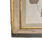 18th Century Swedish Framed Botanical Collection