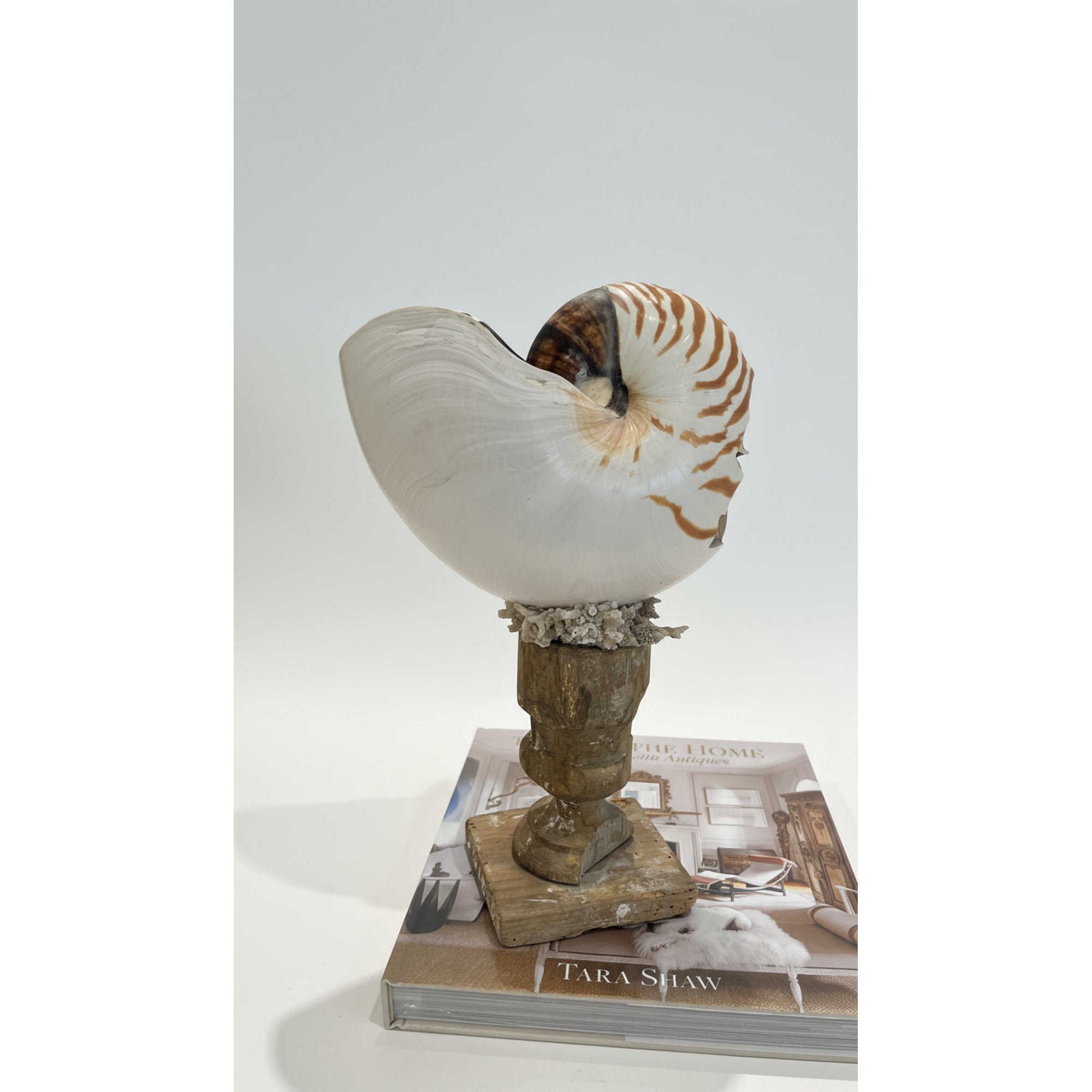 Shell on 18th Century Fragment Pedestal