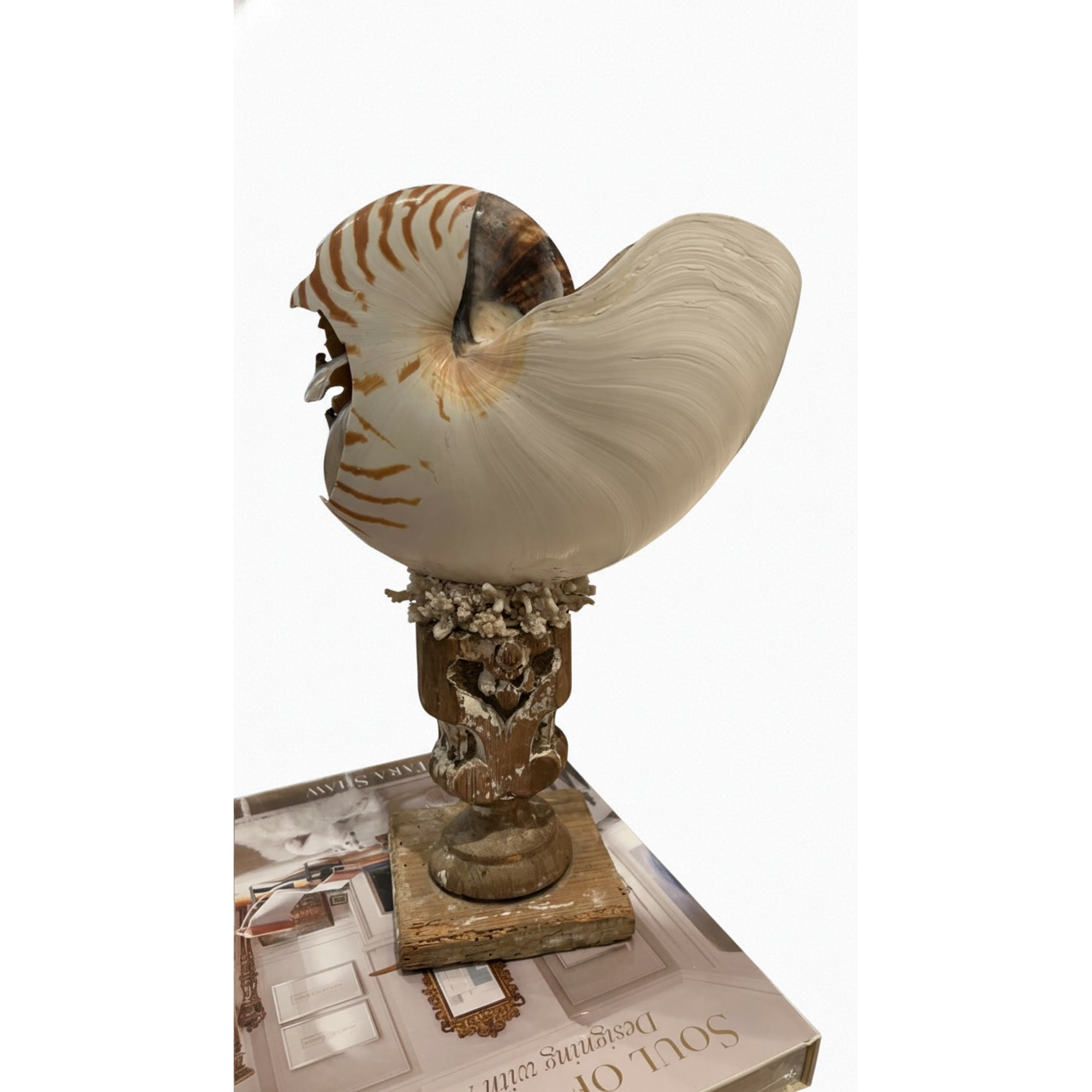 Shell on 18th Century Fragment Pedestal