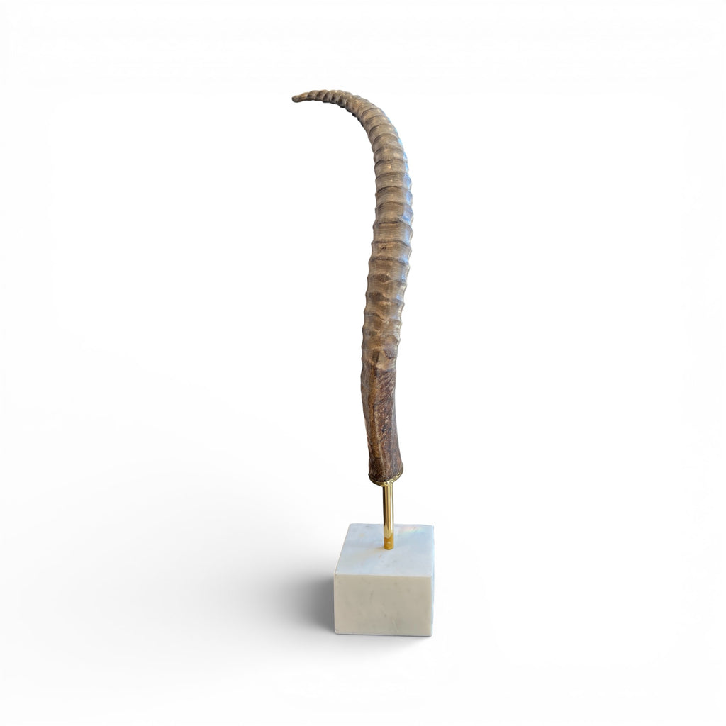 Exotic Horn on Stand - Large