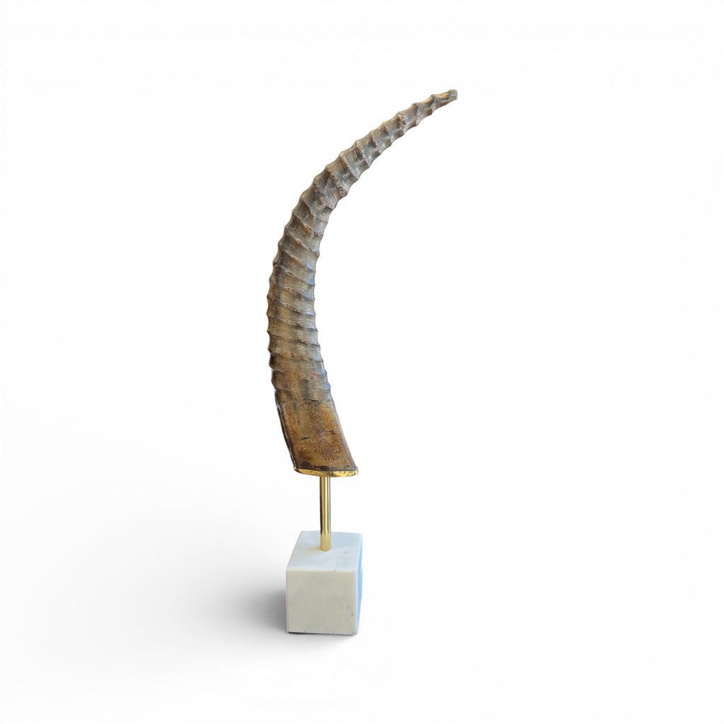 Exotic Horn on Stand - Small
