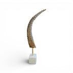 Exotic Horn on Stand - Small