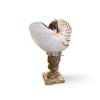 Shell on 18th Century Fragment Pedestal